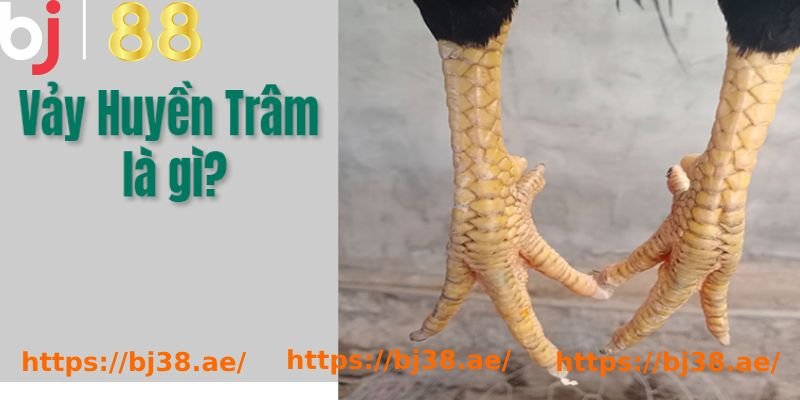 Vảy Gà Huyền Trâm – Chất Lượng Cho Các Trận Đấu Chuyên Nghiệp